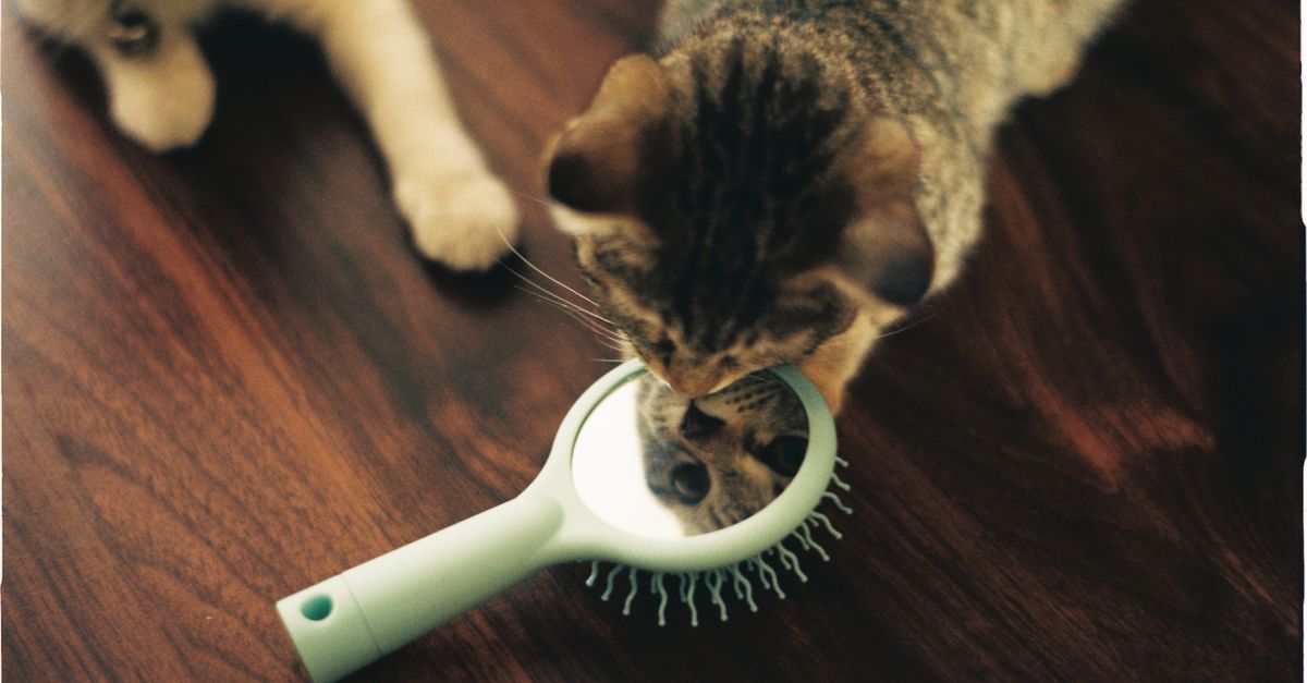 A cat on a wooden floor sniffing and biting at a mint-green hairbrush.