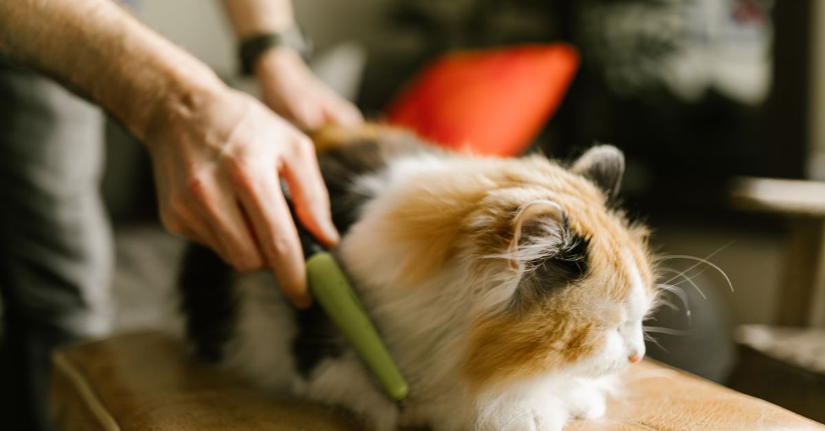 Brushing a Cat That Hates Grooming: What Works