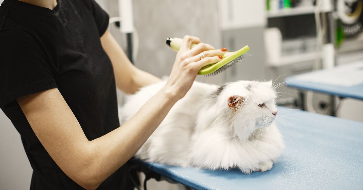A person in a black shirt brushes a long-haired white cat lying on a blue grooming table using a green grooming brush.