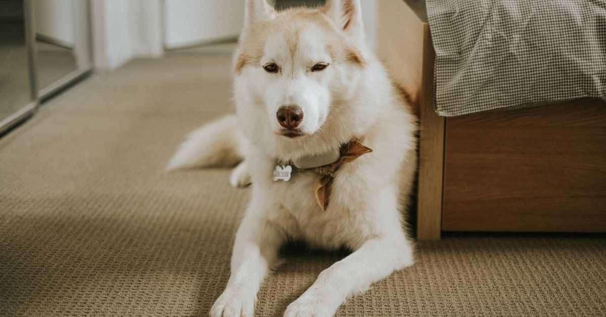 Pet Odors in Carpet: Natural Fixes That Last