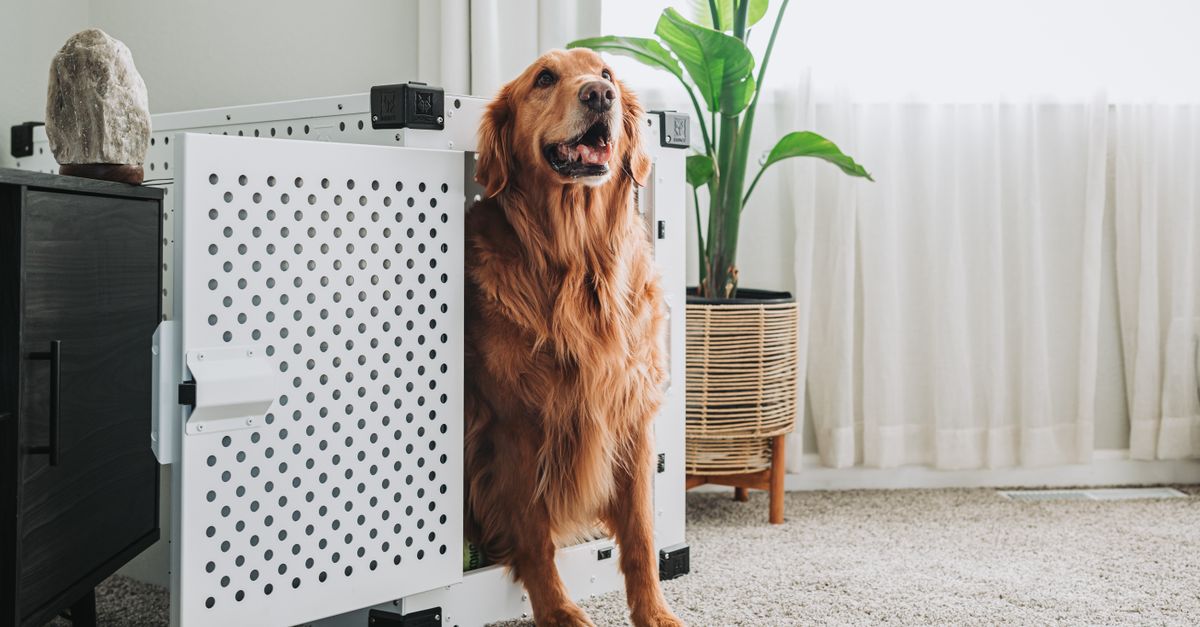A golden retriever sits inside an open white metal dog crate next to a low shelf, with a plant and sheer curtains in the background.