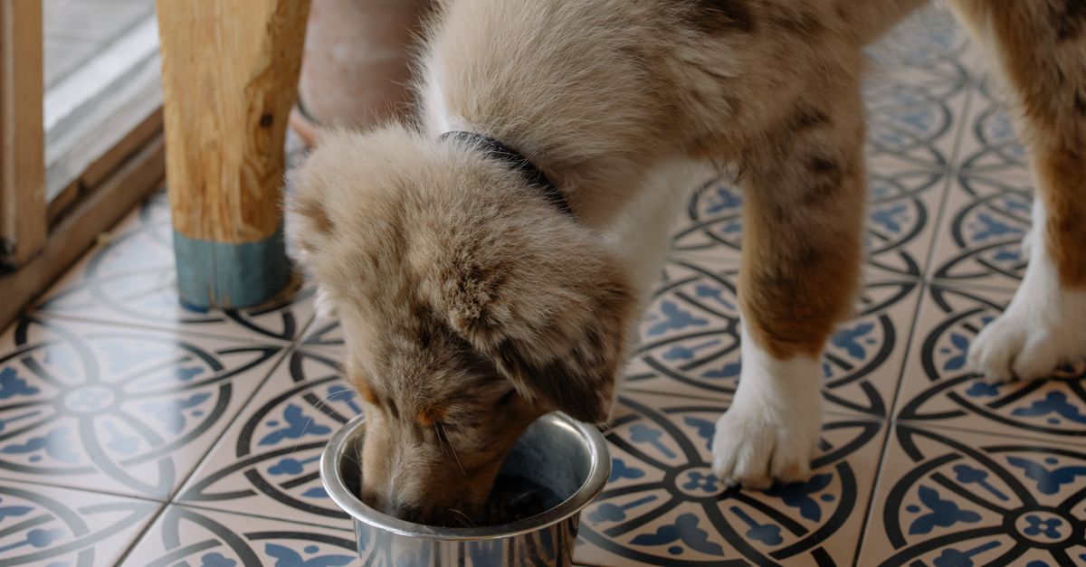 A dog eating from a metal bowl on a patterned blue and white tile floor, photographed from above.