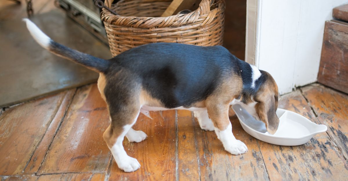 Best Slow Feeder Bowls for Dogs: What Really Works