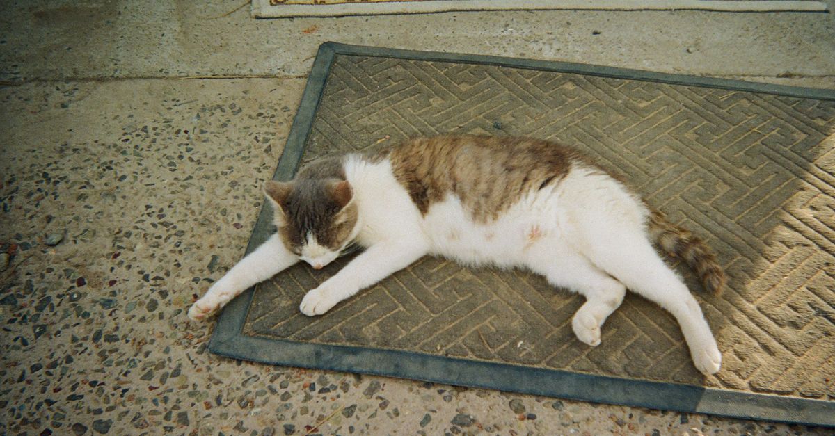 Cat Litter Mats That Actually Stop Tracking