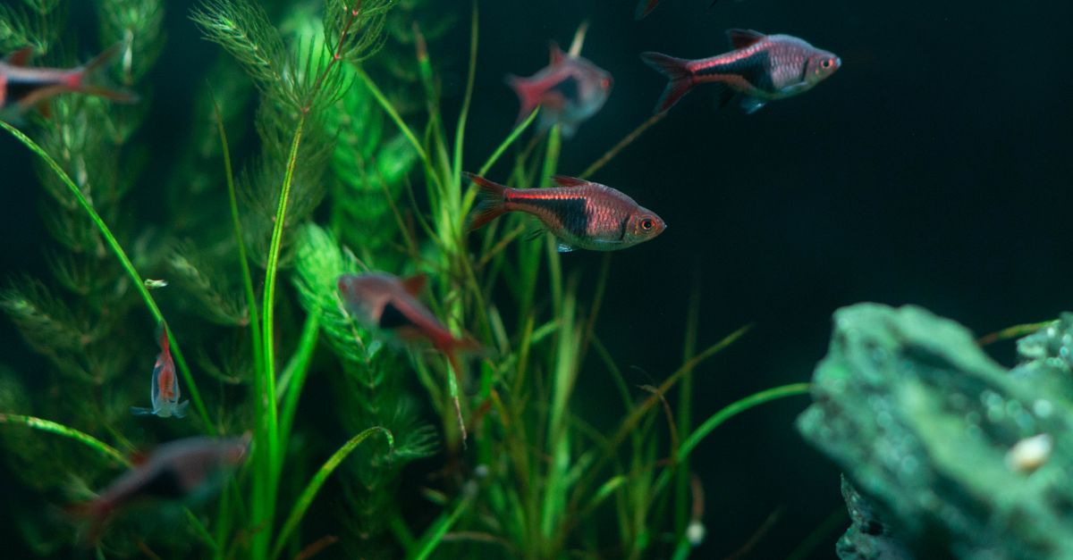 Fish Tank Cleaning: Keep Your Aquarium Healthy
