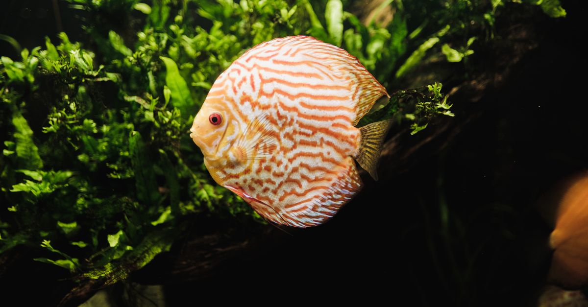 A striped orange and white discus fish swims among green aquarium plants in a freshwater tank.
