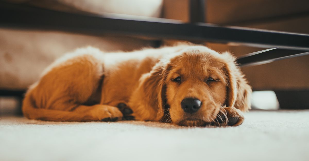 Best Vacuum Cleaners for Pet Hair: What Actually Works